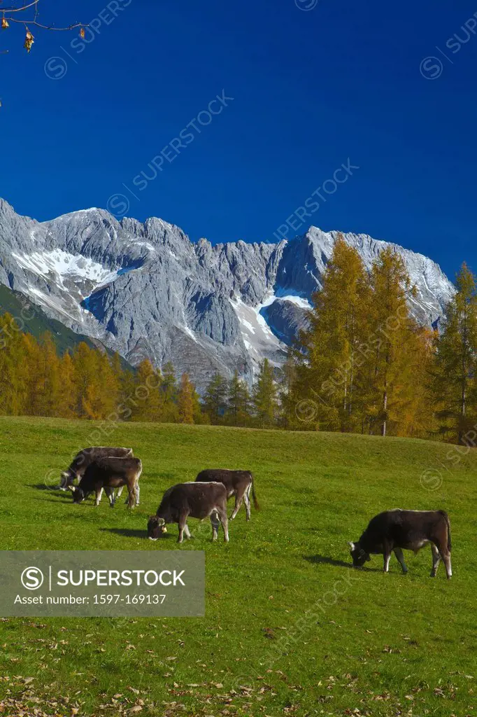 Austria, Europe, Tyrol, Tirol, Mieming, chain, plateau, Obsteig, Mieming, chain, mountains, Hochplattig, lime alps, Alps, meadow, pasture, willow, aut...