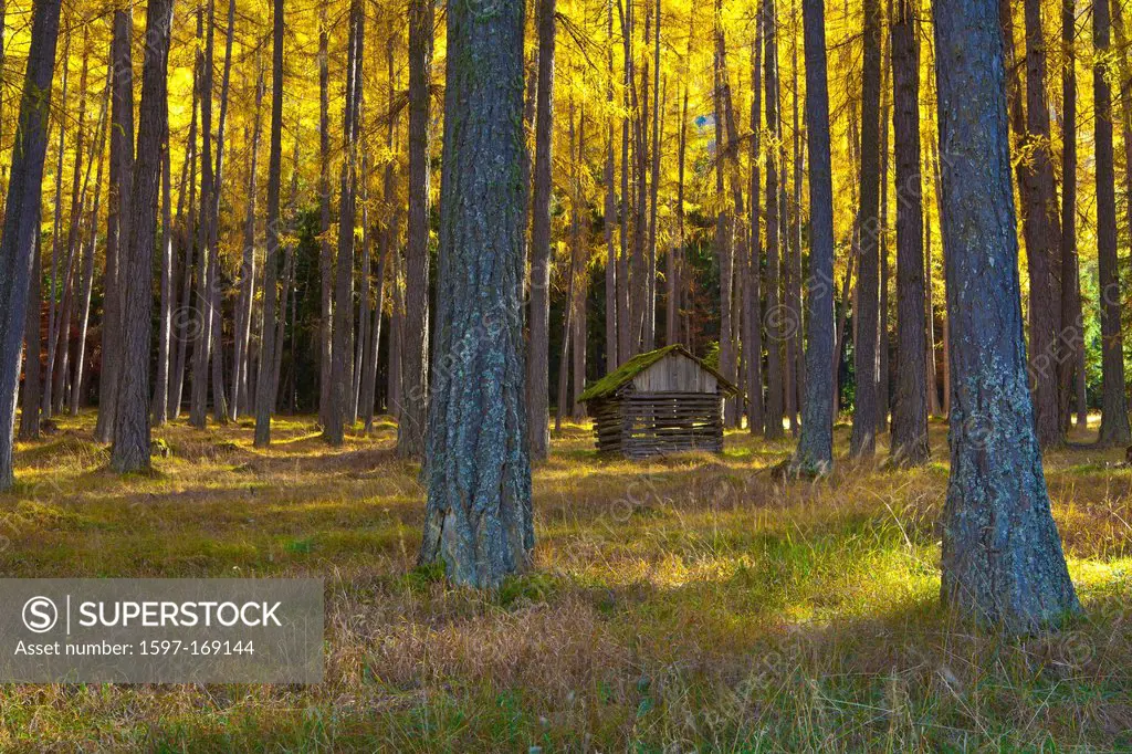 Austria, Europe, Tyrol, Tirol, Mieming, chain, plateau, Obsteig, larch meadows, larches, wood, forest, nature, Stadel, man_made, cultural, landscape, ...