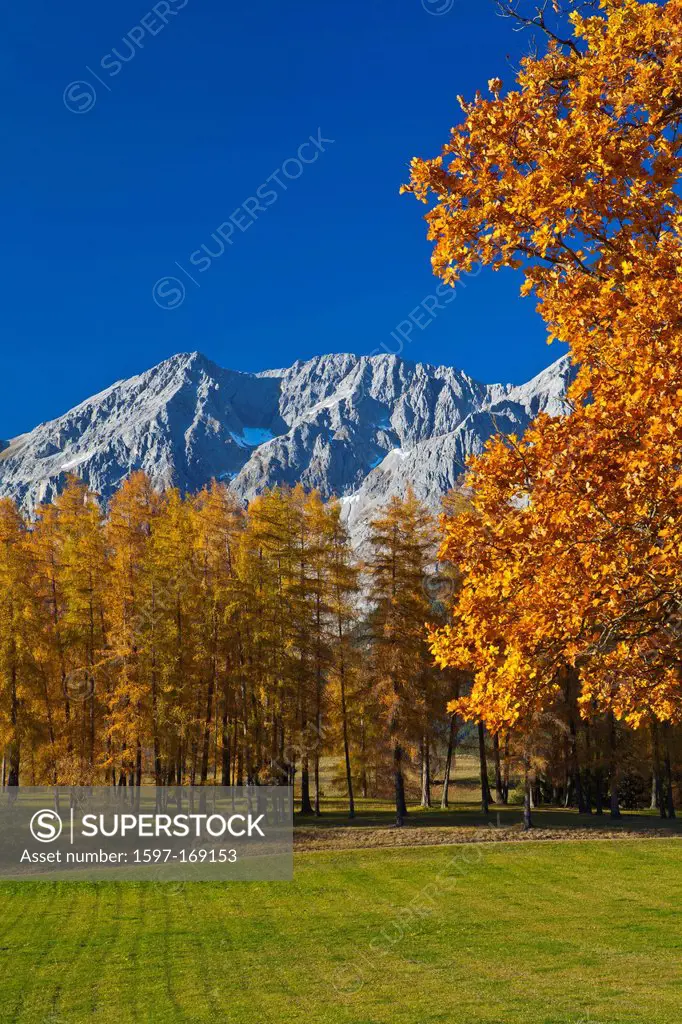 Austria, Europe, Tyrol, Tirol, Mieming, chain, plateau, Mieming, oak, tree, autumn, orange, blue, mountains, Mieming, chain, foliage, oak leaves, Grie...