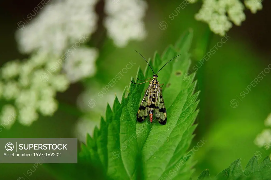 Common Scorpionfly, Panorpa communis, Panorpidae, insect, animal, fly, Nehringen, Mecklenburg_Vopommern, Germany, Scorpionfly,