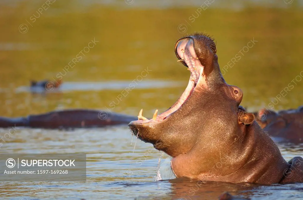 Africa, Botswana, Chobe, National Park, Hippopotamus amphibius, Hippo, Hippopotamus, animal, river, wildlife, yawn, mouth, wild, wildlife