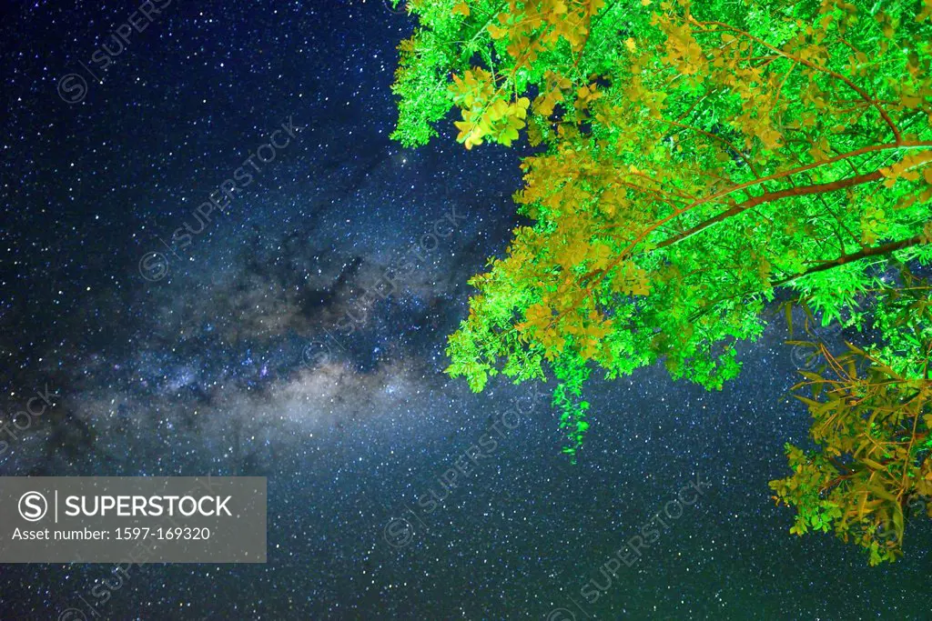 Africa, Namibiatree, green leaves, Night sky, Astro Photography, sky, stars, starlit, spangled sky, Caprivi,