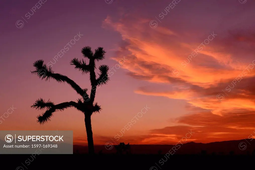 USA, United States, America, California, San Bernadino County, Mojave, desert, Joshua, tree, red, flaming, sky
