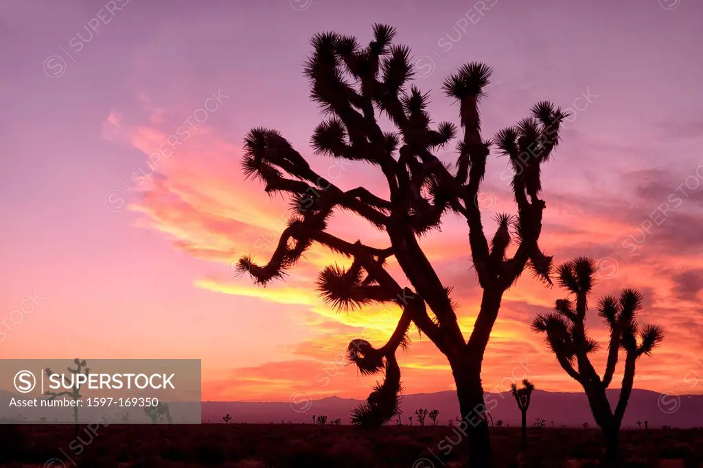 USA, United States, America, California, San Bernadino County, Mojave, desert, Joshua, tree, red
