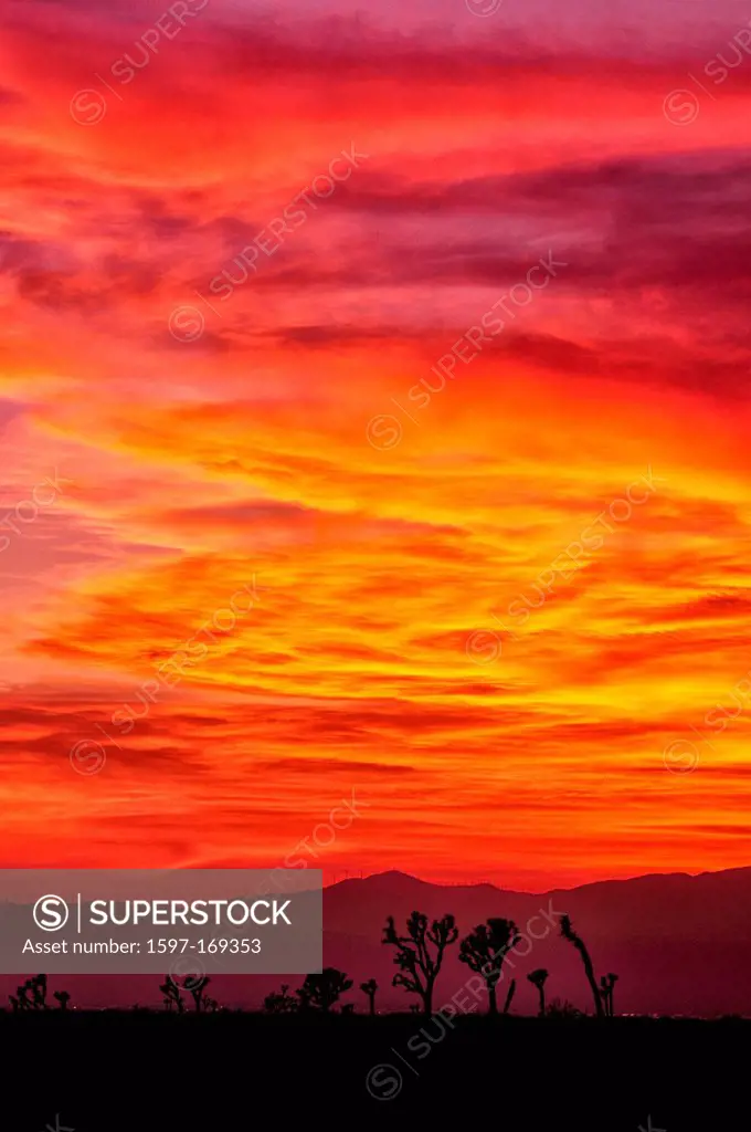 USA, United States, America, California, San Bernadino County, Mojave, desert, Joshua, tree, red, sky, vertical