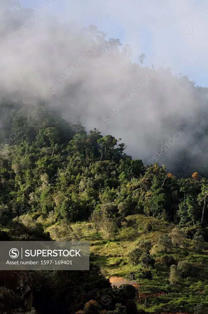 Central America, Costa Rica, Jungle, forest, green, vegetation, cloud forest, rain forest
