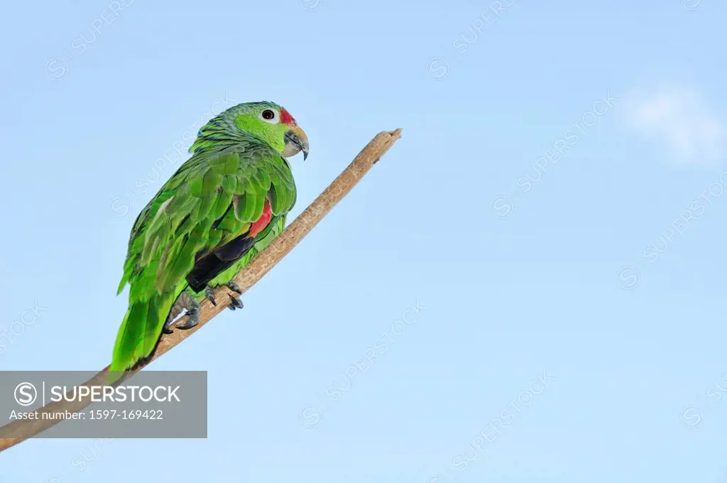Parrot, Bocas del Toro, Isla Colon, Panama, Central America, bird