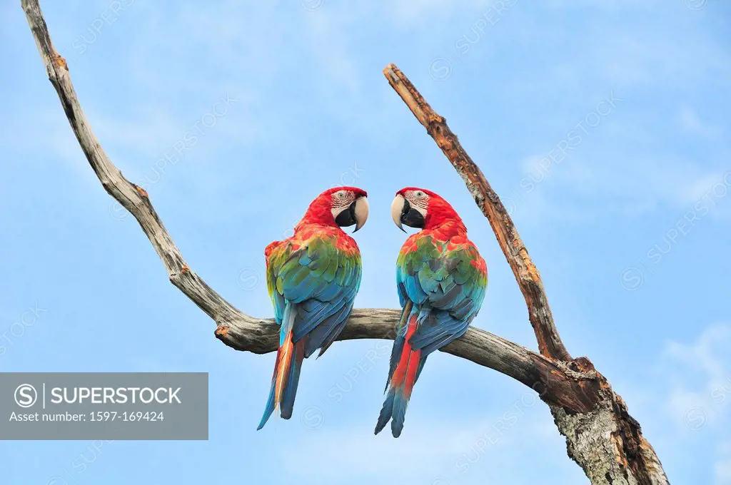 Parrots, Caribbean sea, Bocas del Toro, bird, Isla Colon, Panama, Central America,