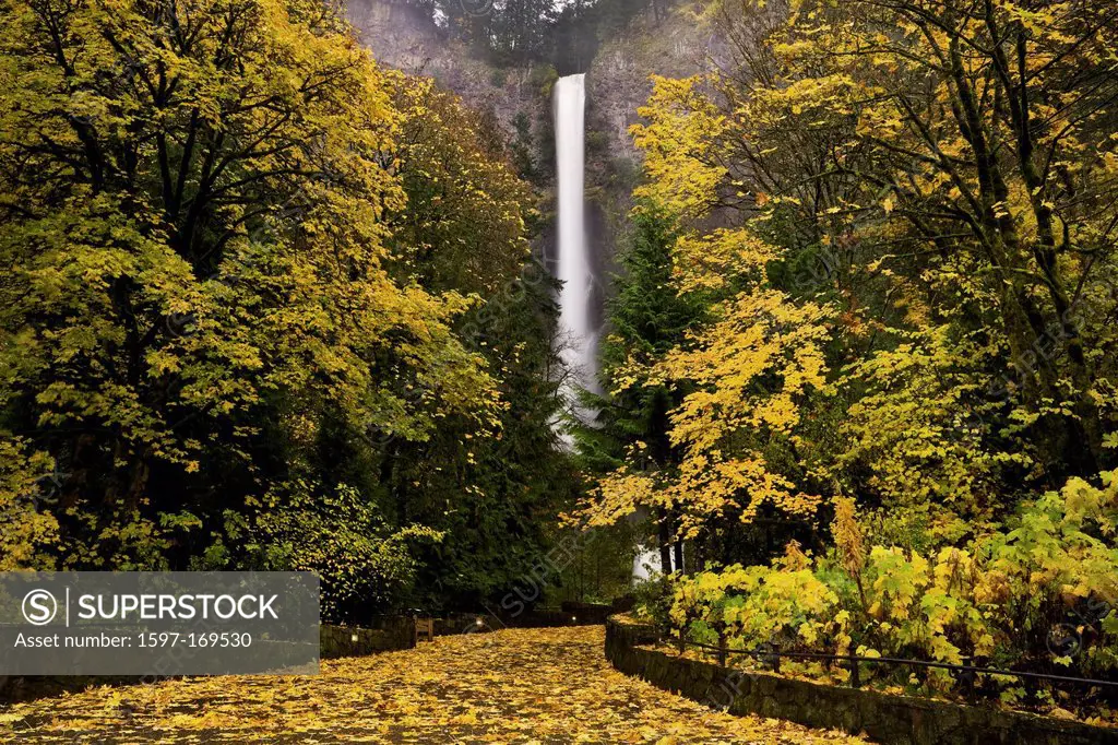 USA, Multnomah, fall, falls, waterfall, waterfalls, big leaf maple, Columbia Gorge, Columbia River Gorge, path, pathway, walk, walkway, OR, Oregon, co...