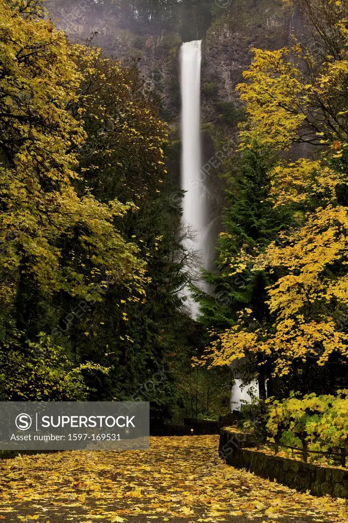 USA, fall, Multnomah, falls, waterfall, waterfalls, big leaf maple, Columbia Gorge, Columbia River Gorge, path, pathway, walk, walkway, OR, Oregon, co...