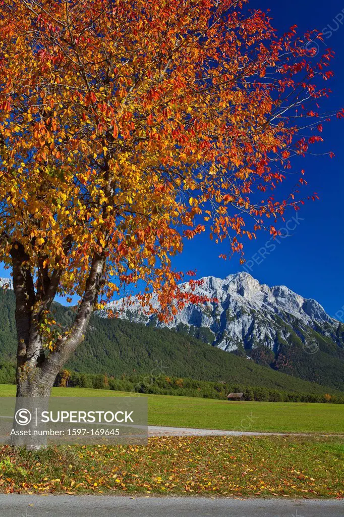 Austria, Europe, Tyrol, Tirol, Mieming, chain, plateau, Wildermieming, autumn, cherry tree, tree, mountain, rest, rest, meadow, sky, Red, blue, Bright...