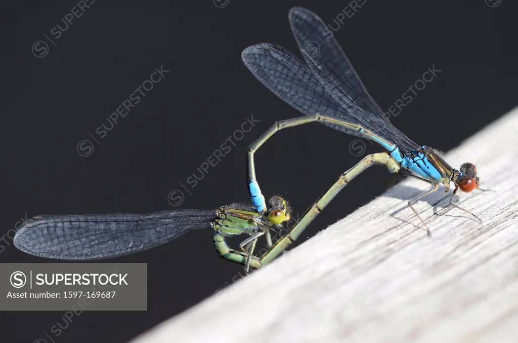 Red_eyed Damselfly, male, female, mating, Erythromma viridulum, Odonata, Dragon_fly, insect, animal, Baden_Württemberg, Germany