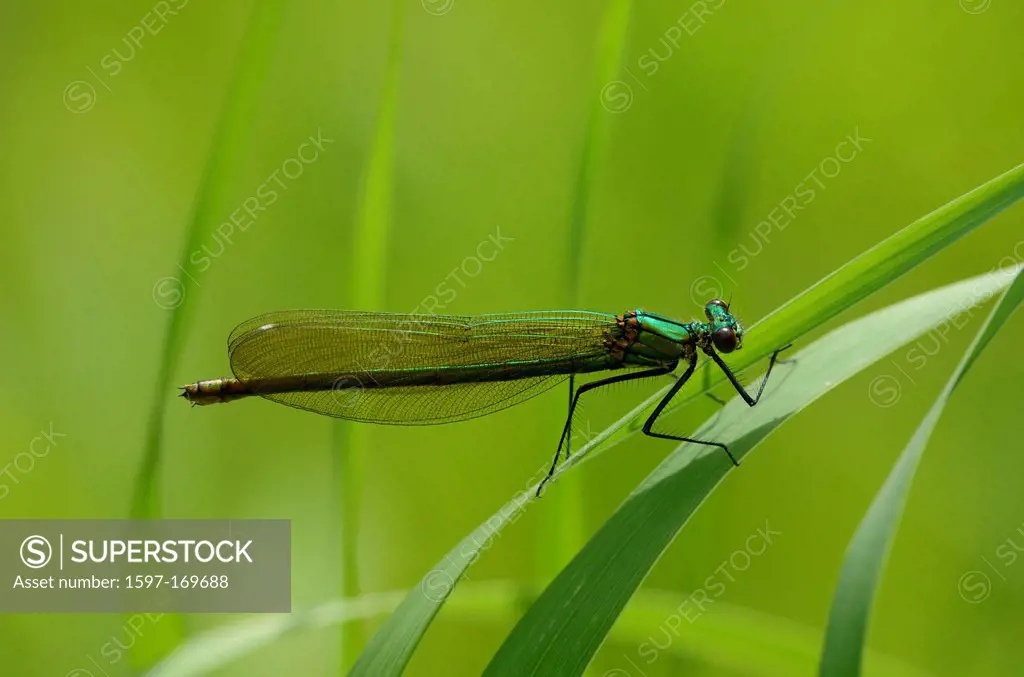 Banded demoiselle, Calopteryx splendens, Odonata, female, dragon_fly, insect, animal, Gippingen, Canton, Argovie, Switzerland