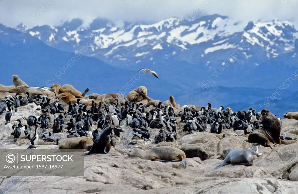 Argentina, South America, Beagle Channel, Cormorants, Sea Lions, Beagle Channel, Fireland, birds, South America