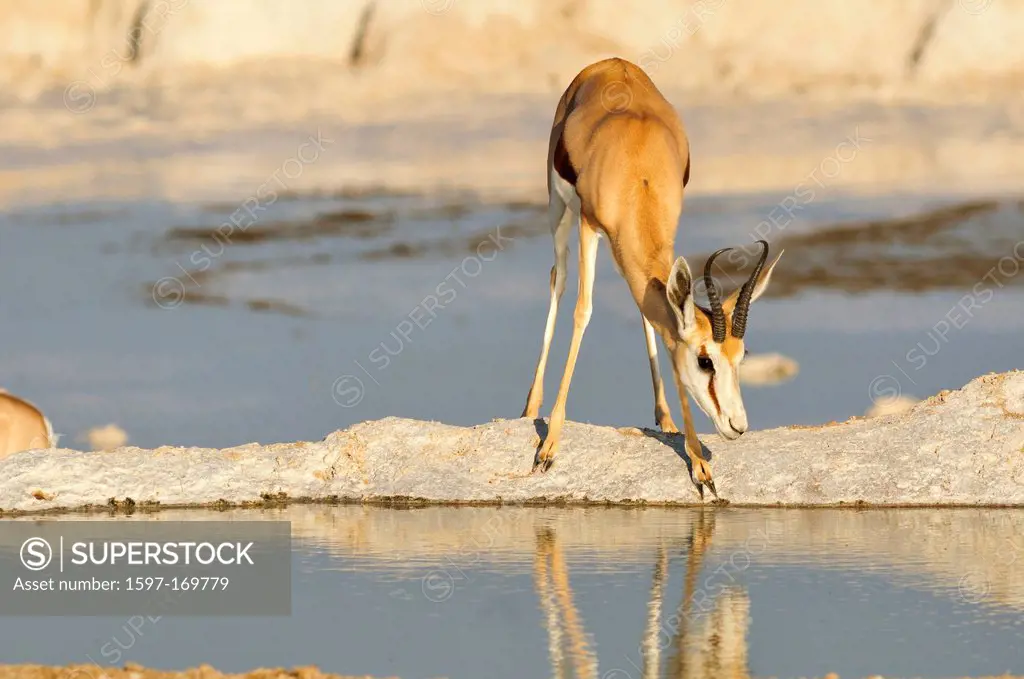 Africa, Etosha, National Park, Namibia, african, animal, antelope, animal, drinking, horizontal, plains, reflection, safari, savannah, sunny, watering...