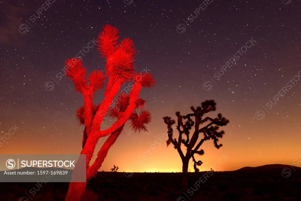USA, United States, America, California, San Bernadino County, Mojave, desert, Joshua, tree, night, stars, astro, star spangled, sky, starlit