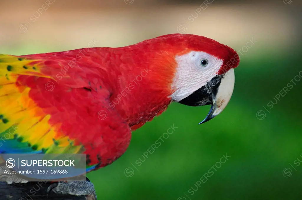 Central America, Costa Rica, Macaw, Parrot, bird