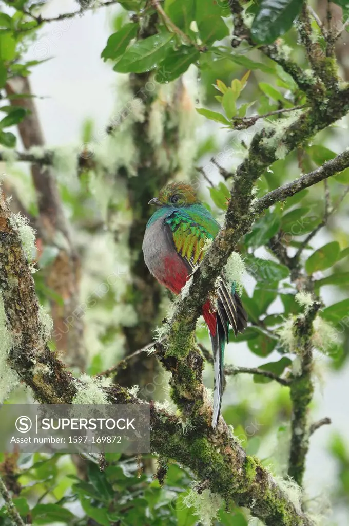 Central America, Costa Rica, Jungle, forest, green, vegetation, cloud forest, rain forest, Female, Quetzal, Bird