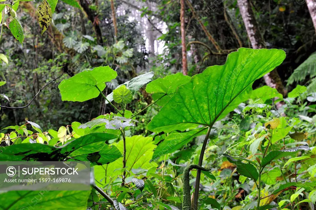 cloud forest, rain forest, tropical, big, leaves, green, wet, Parque Nacional, Amistad, UNESCO, Volcan, Panama, Central America,