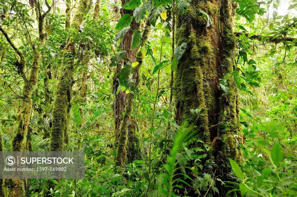 Tropical, cloud forest, rain forest, green, jungle, leaves, wet, Parque Nacional de Amistad, national park, UNESCO, Volcan, Panama, Central America,