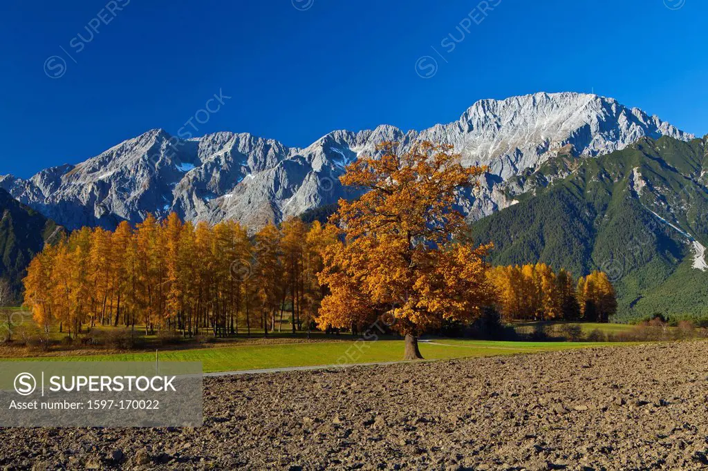 Austria, Europe, Tyrol, Tirol, Mieming, chain, plateau, Mieming, meadows, field, fallow land, oak, tree, orange, blue, sky, larches, mountains, Miemin...
