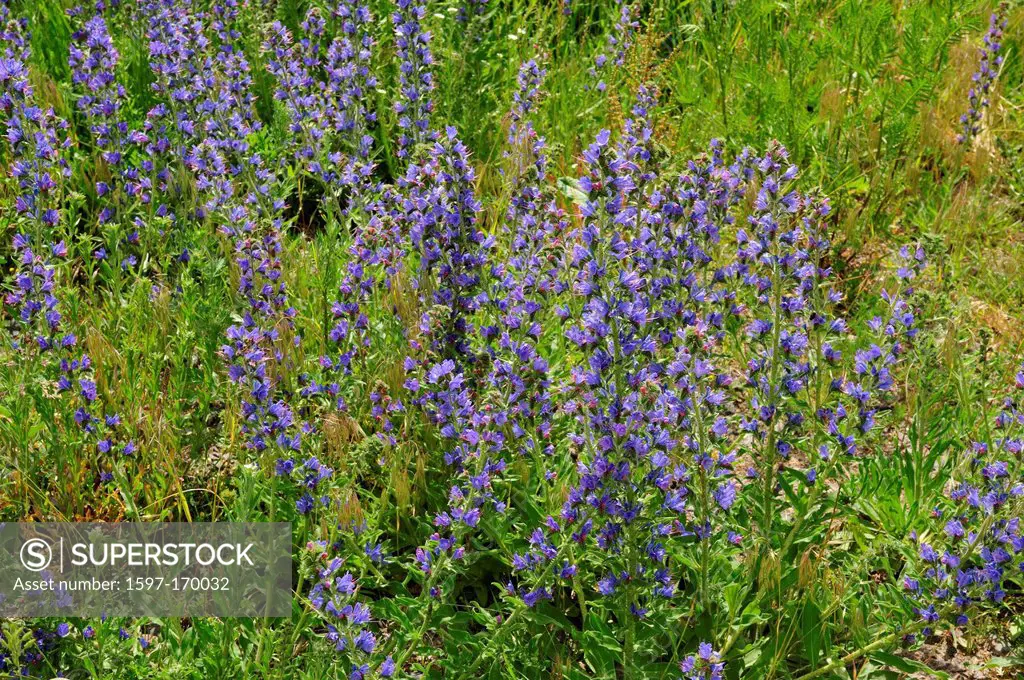 Common Viper´s bugloss, Blueweed, Echium vlugare, Boraginaceae, flowers, blossoms, plant, cluster, Müritz, National Park, Germany