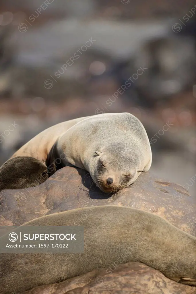 Africa, Cape Cross, Namibia, Seal Colony, Seals, animals, Skeleton Coast, beach, laying, mammal, ocean, sea lion, animal, sunbathing, tide, waves