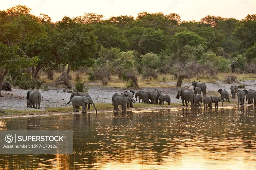 Africa, Bwa Bwata, National Park, Caprivi, Horseshoe Bend, Kwando River, Namibia, adults, african, elephant, animal, baby, drinking water, elephants, ...