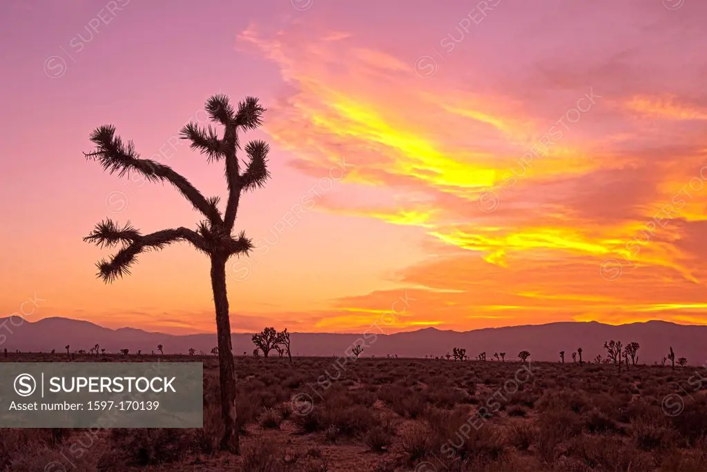 USA, United States, America, California, San Bernadino County, Mojave, desert, Joshua, tree, red,