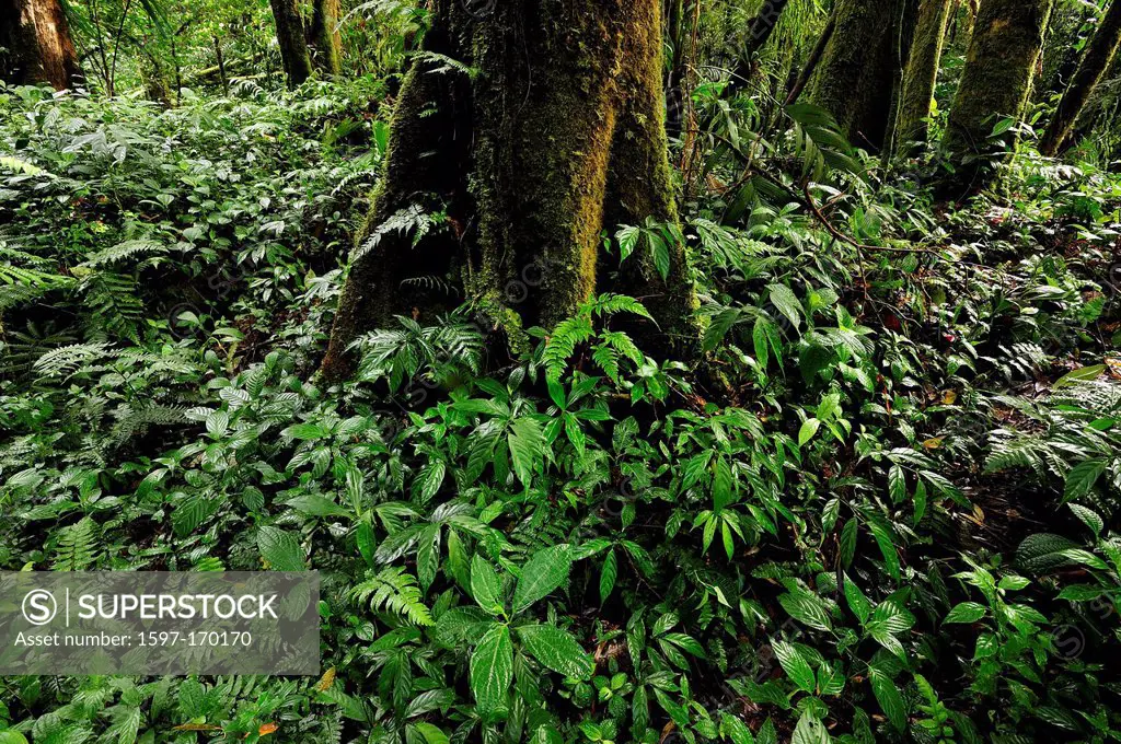 Jungle, tropical forest, cloud forest, rain forest, wet, green, Parque Nacional de Amistad, national park, UNESCO, Boquete, Panama, Central America,