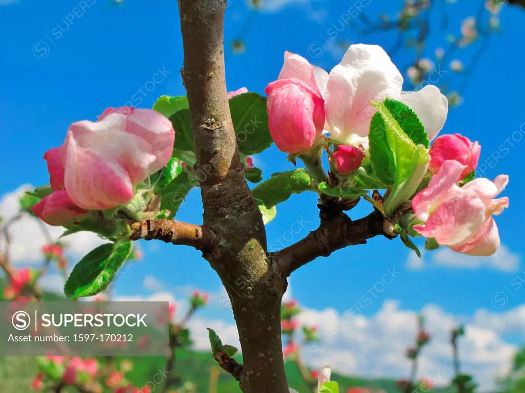 Blossoms, Flourishes, apple blossoms, branch, leaves, white, pink, sky, detail