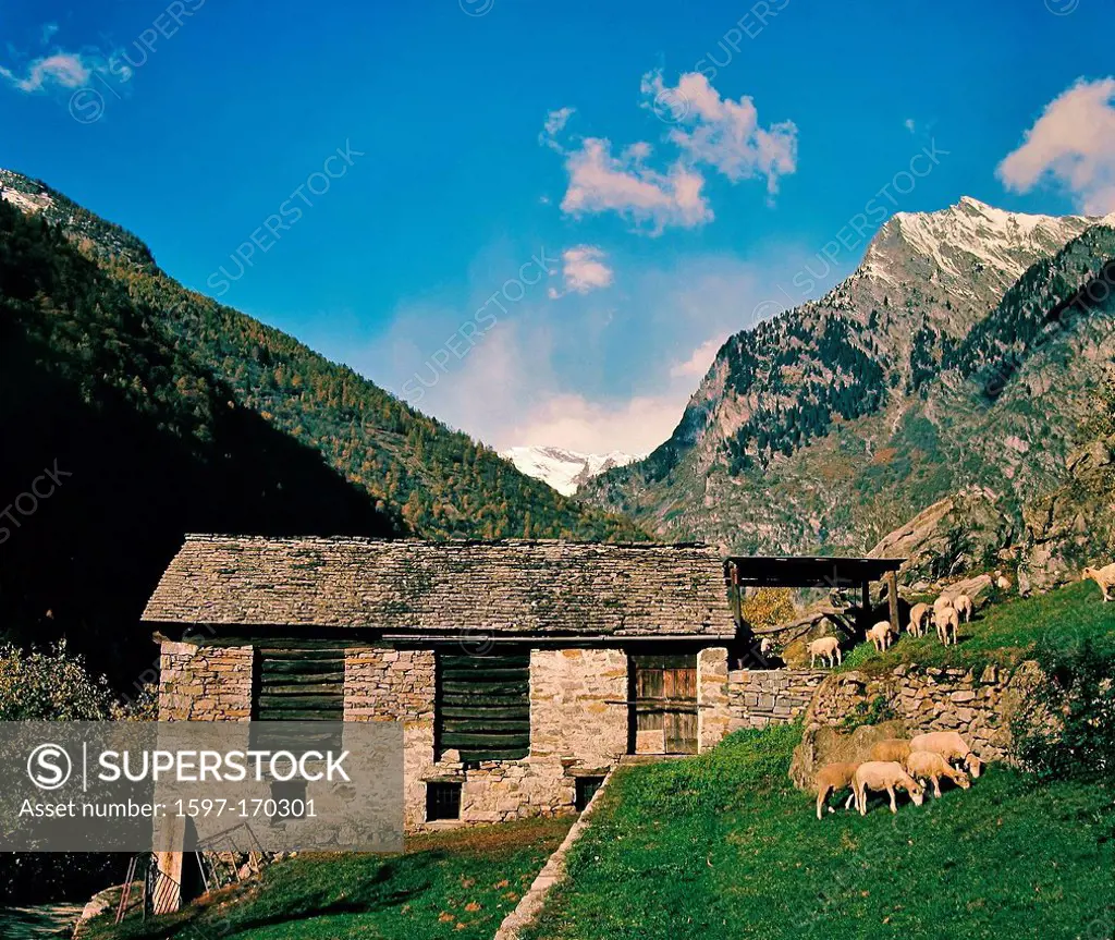 Switzerland, Ticino, Prato, sheep, pasture, willow, Rustico, barn, mountains, wood, forest, sky, snow, snowy mountains, valley of Maggia