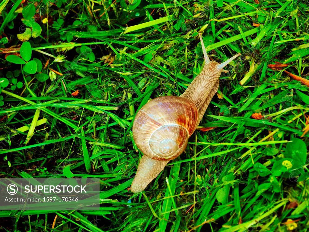 Animal, snail, edible snail, snail house, grass