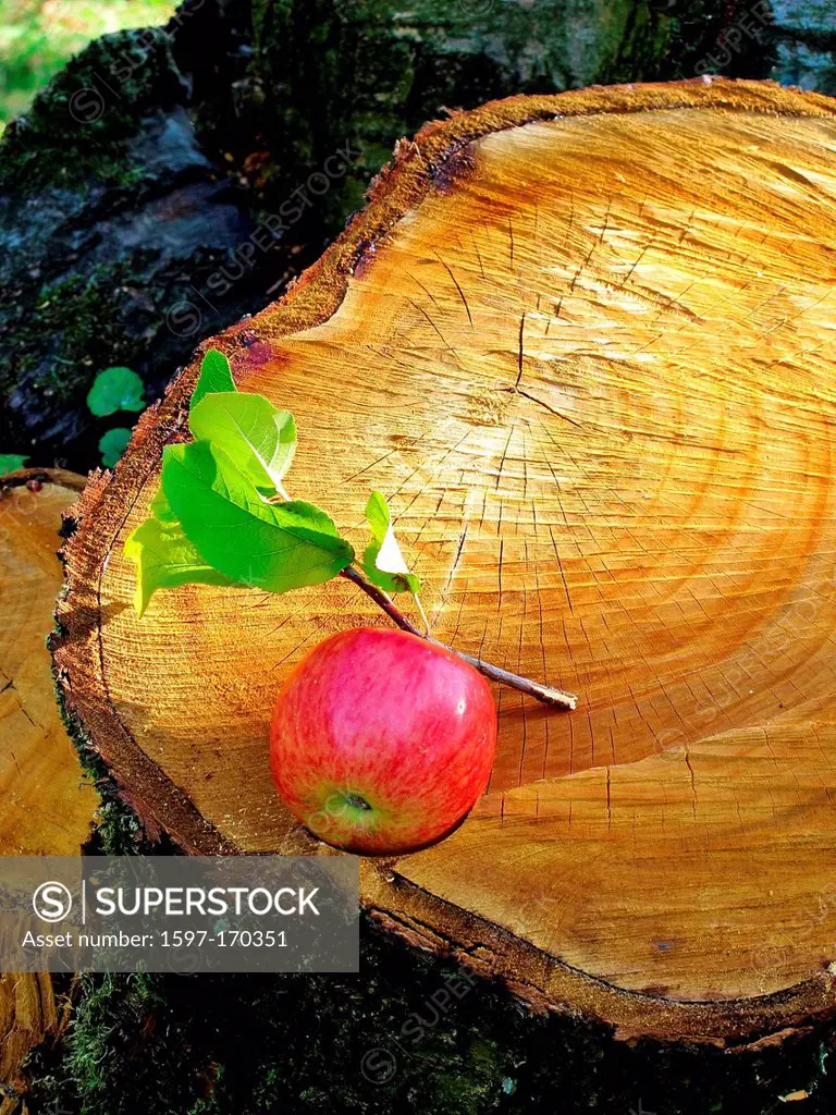 Tree, tree stump, rhizome, annual rings, apple, wood, cross section, cut, forestry