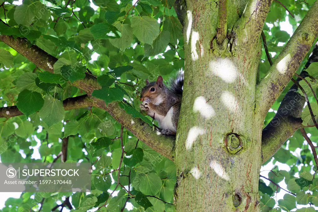 England, London, Regents Park, Grey Squirrel