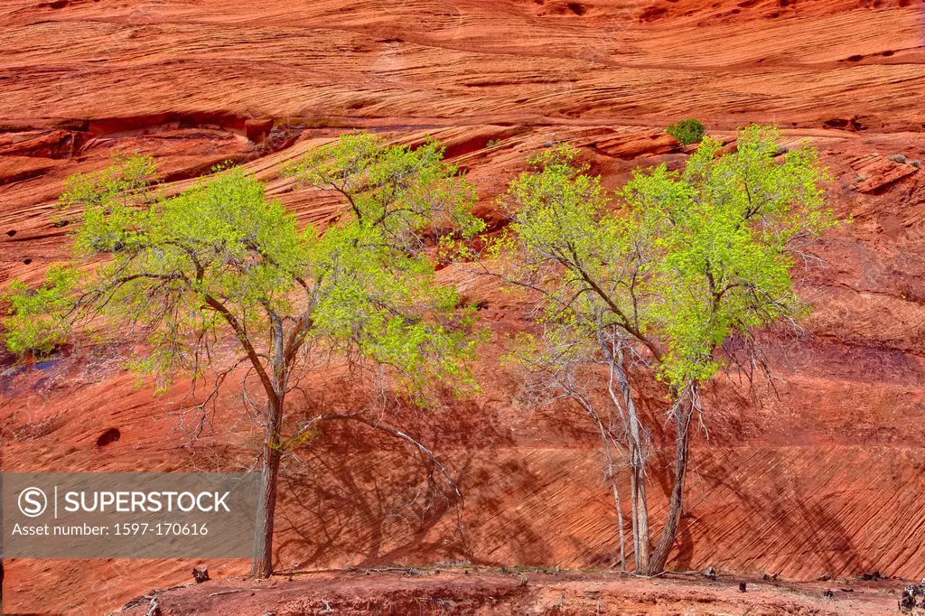 USA, United States, America, Arizona, American, Southwest, Canyon De Chelly, Spider Rock, National Monument, Navajo Reservation, tree, lone trees, two...