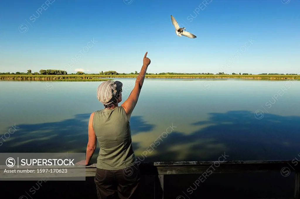 Woman, birdwatching, bird watcher, Sanctuary Pond, Point Pelee, National Park, Leamington, Ontario, Canada, birds