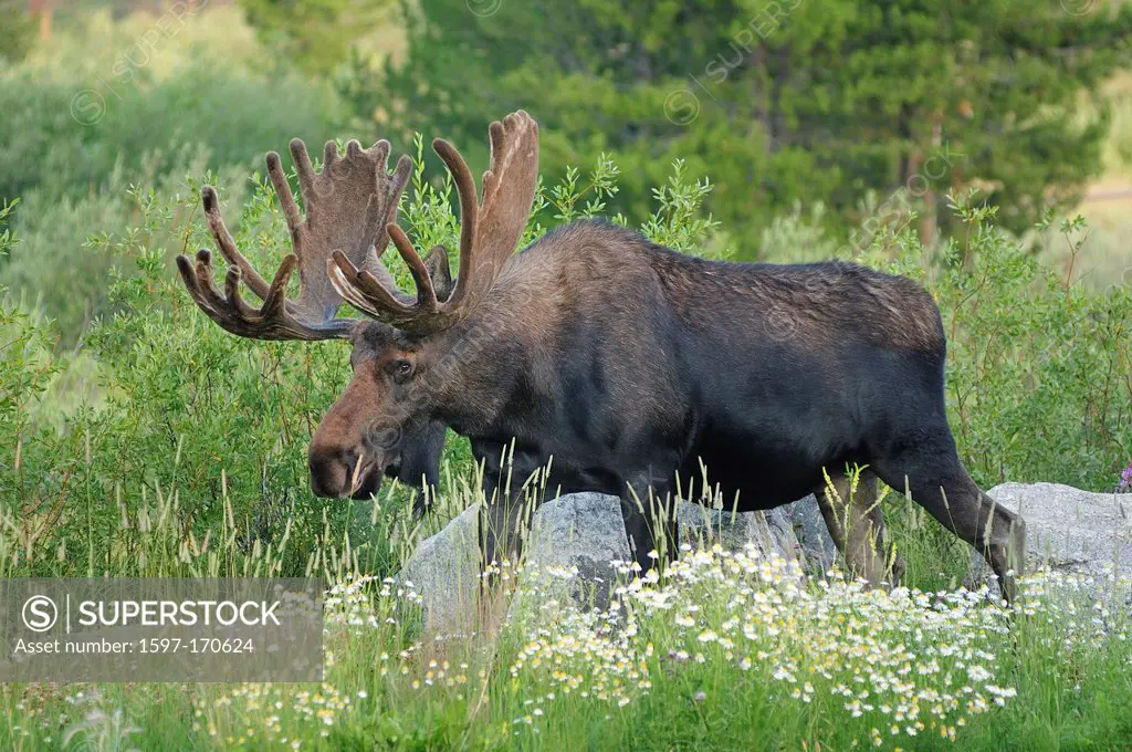 Canada, Moose, Travel, animal, antlers, bull, day, daytime, grand, landscape, mammal, nature, travel, vegetation, wild, wildlife