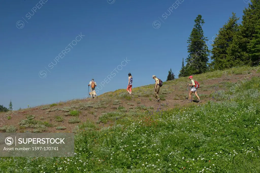 Pacific Northwest, Cascade Mountains, Oregon, USA, United States, America, Iron mountain, hiking, group, dog, flowers, meadow