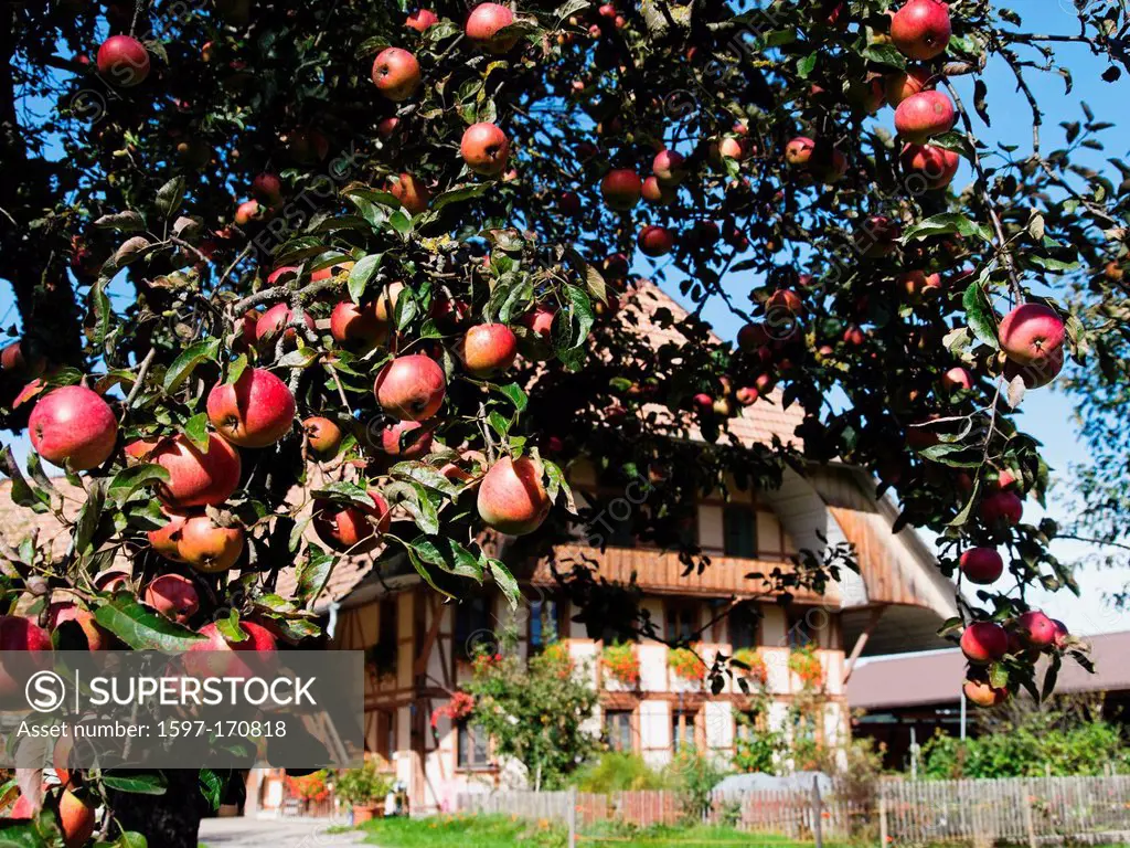 Apple, apple tree, farm, tree, farmhouse, Emmental, canton Bern, Bern, fruit, orchard, Rüderswil, Switzerland, Europe,