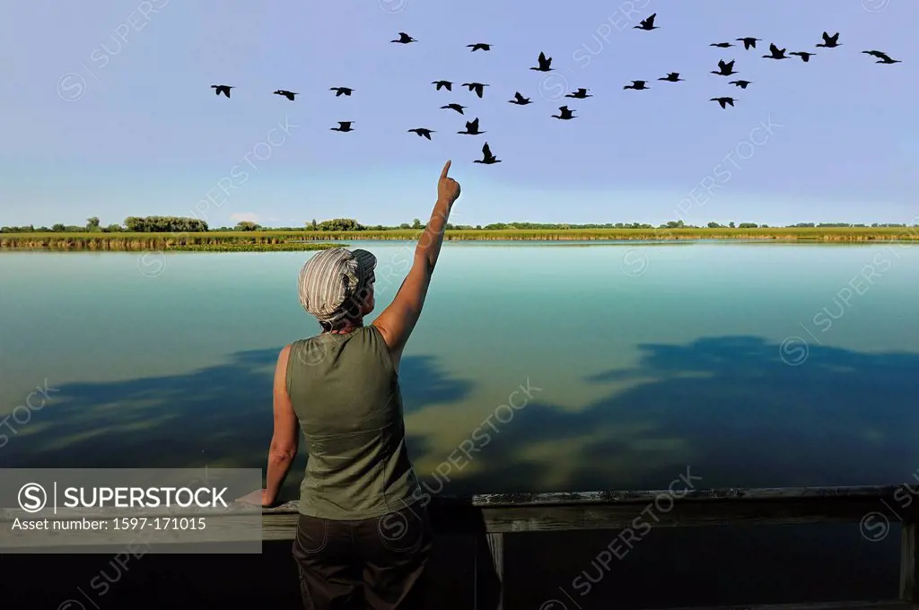 Woman, birdwatching, bird watcher, Sanctuary Pond, Point Pelee, National Park, Leamington, Ontario, Canada, birds