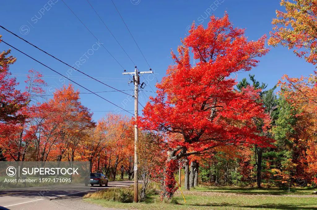 Road, Fall Colors, Indian Summer, Riverview, New Brunswick, Canada, trees, red