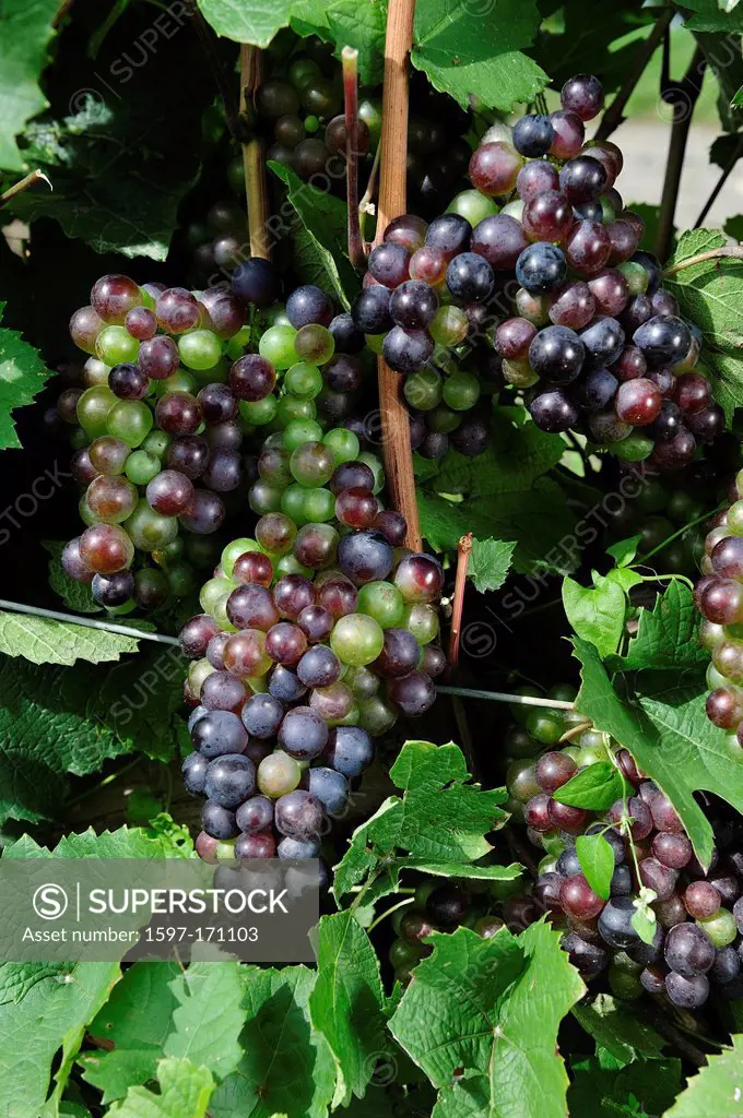 Canada, Eastern Townships, Wine Route, Farm, Green, Quebec, Dunham, Vineyards, grapes, grow, growing, harvest, purple, red, summer, vertical, vine, vi...
