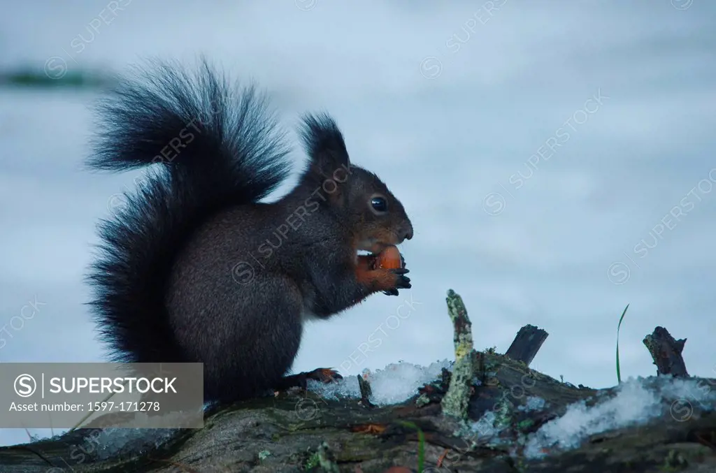Switzerland, Europe, mammal, forest, Eurasian red squirrel, Squirrel, boom, nut, snow