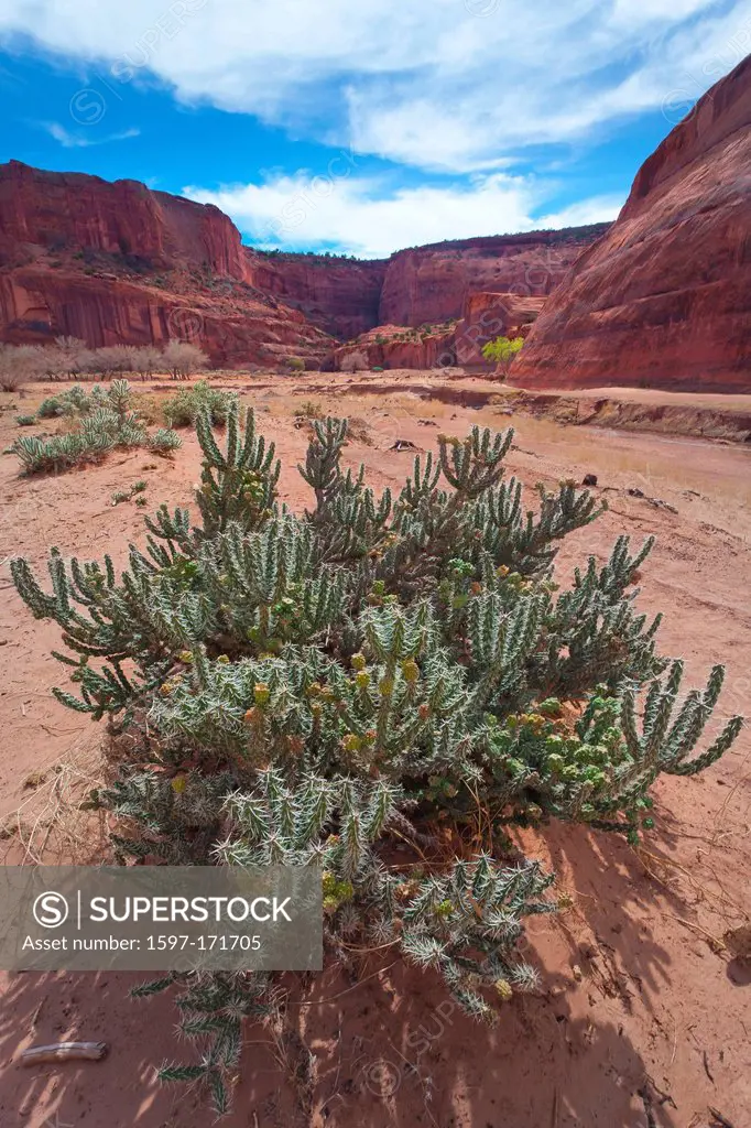 USA, United States, America, Arizona, American, Southwest, Canyon De Chelly, Spider Rock, National Monument, Navajo Reservation, cactus, plant, sand, ...