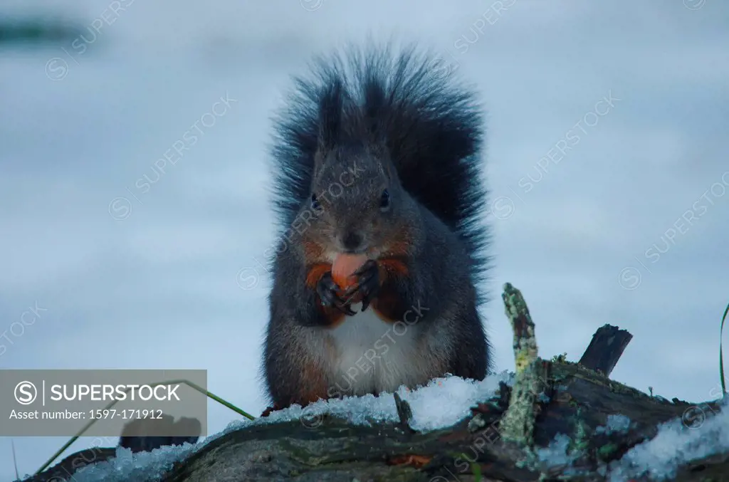 Switzerland, Europe, mammal, forest, Eurasian red squirrel, Squirrel, boom, snow