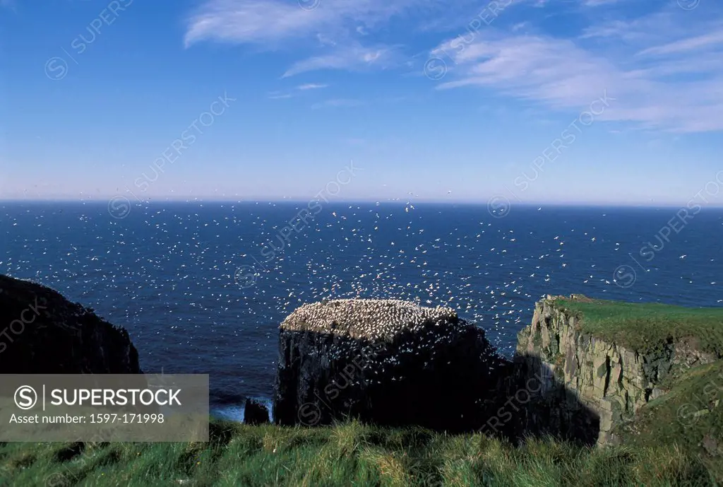 Northern Gannets, gannets, Morus Bassanus, Cape St. Mary´s, Ecological, Reserve, Newfoundland, Canada, flock, cliff, birds, green, ocean
