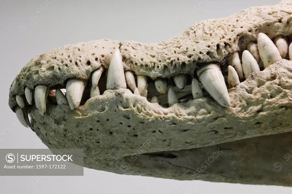 England, London, Kensington, Natural History Museum, Crocodile Skeleton