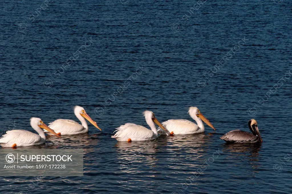 white pelican, pelican, bird, pelecanus erythrorhynchos, Rockport, Texas, USA, United States, America, water