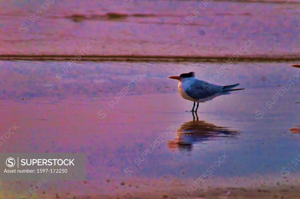 royal tern, sterna maxima, padre island, national, seashore, Texas, USA, United States, America, tern, bird